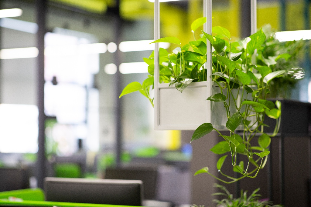 Rośliny do biura - zielone biuro