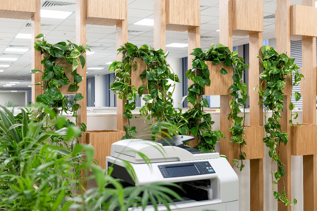Rośliny do biura - zielony copy room